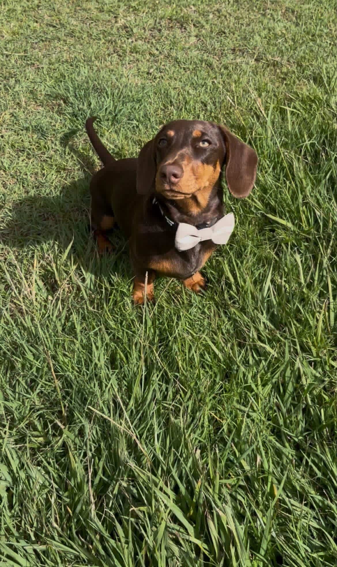 Bow tie
