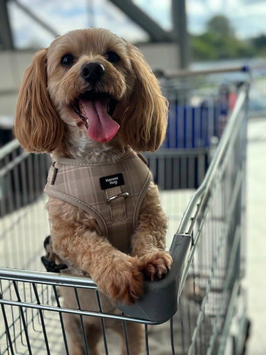 Harness