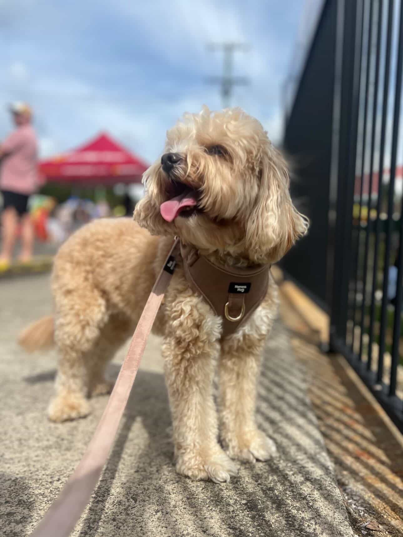 Complete walk set
