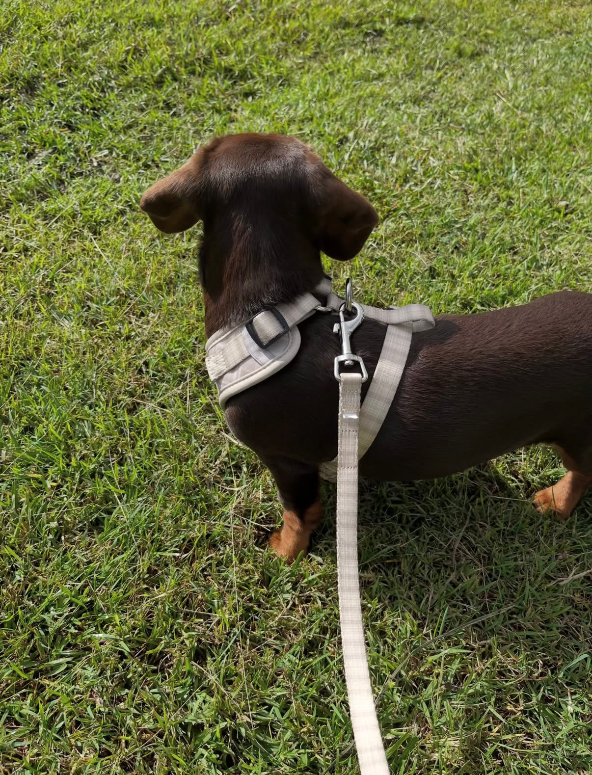 Leash